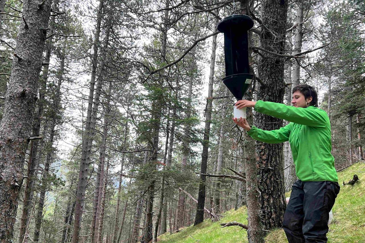Investigadores en un bosc de pi negre del Pirineu 3