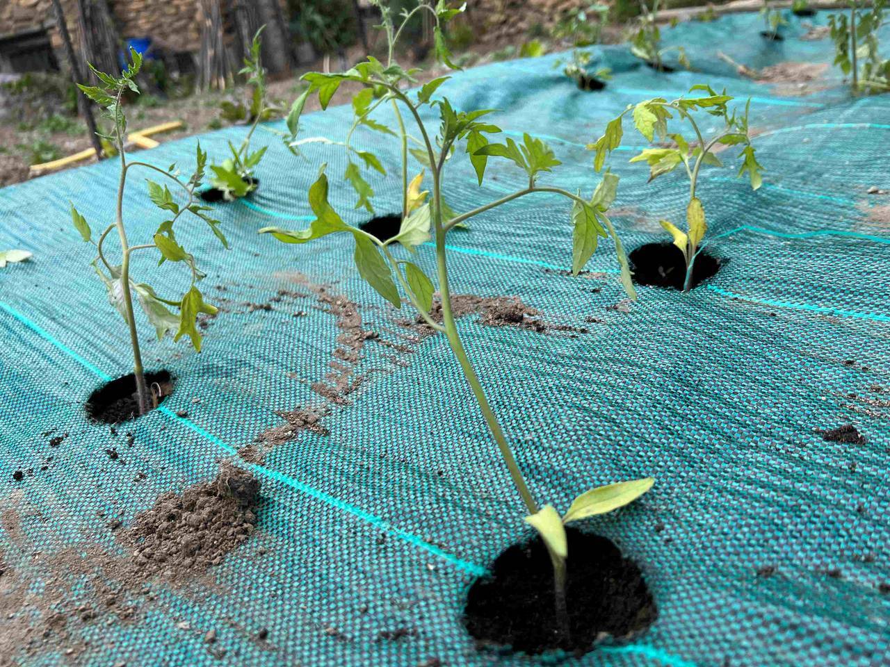 Planters Pallars Sobirà 2