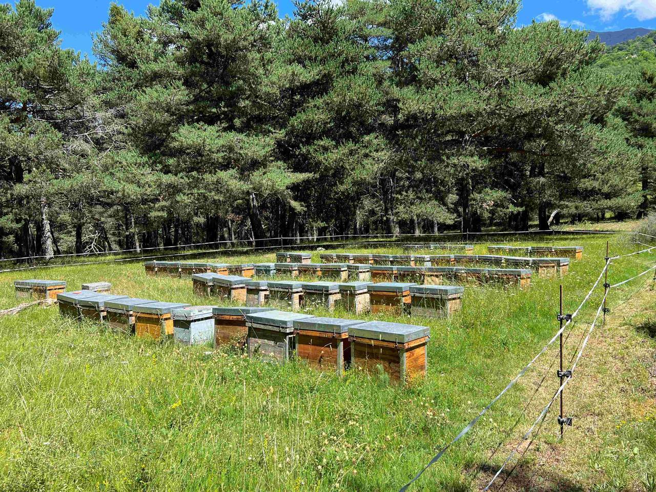 Os assentaments agrícoles 2