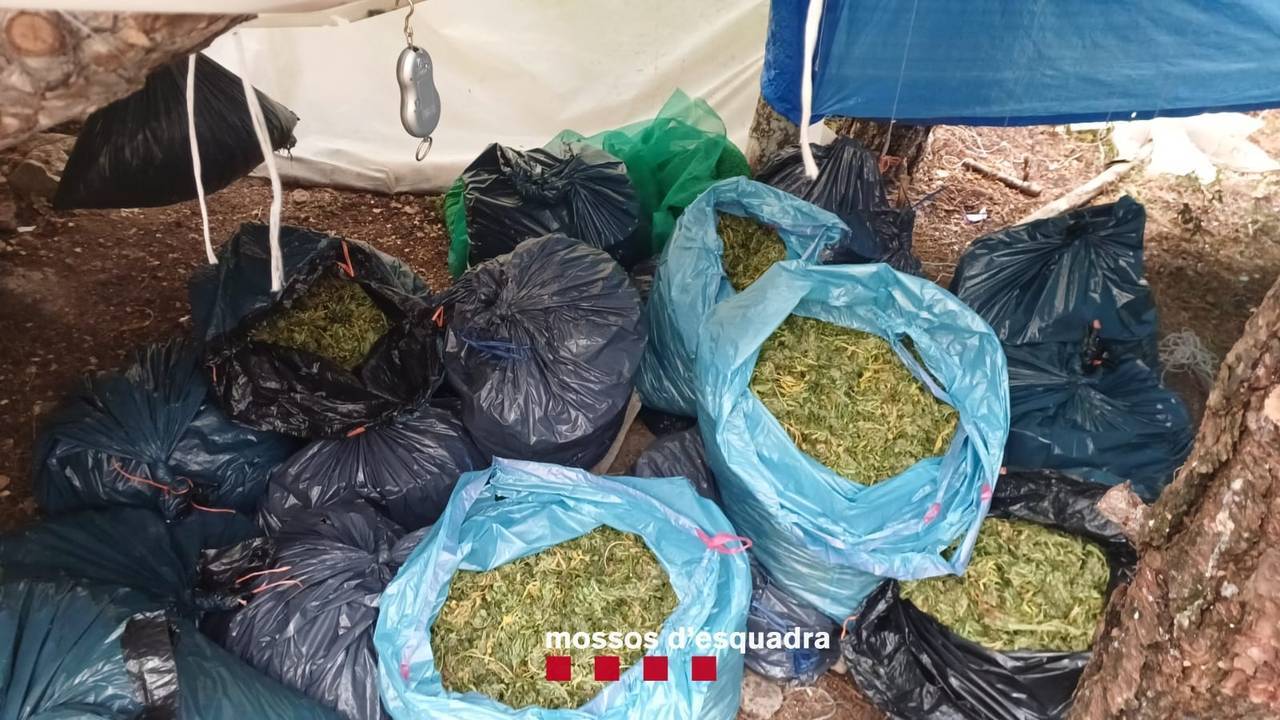 Mossos plantació marihuana Alinyà 2