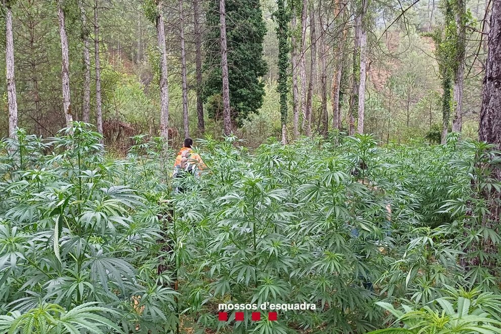 Mossos plantació marihuana Alinyà 3