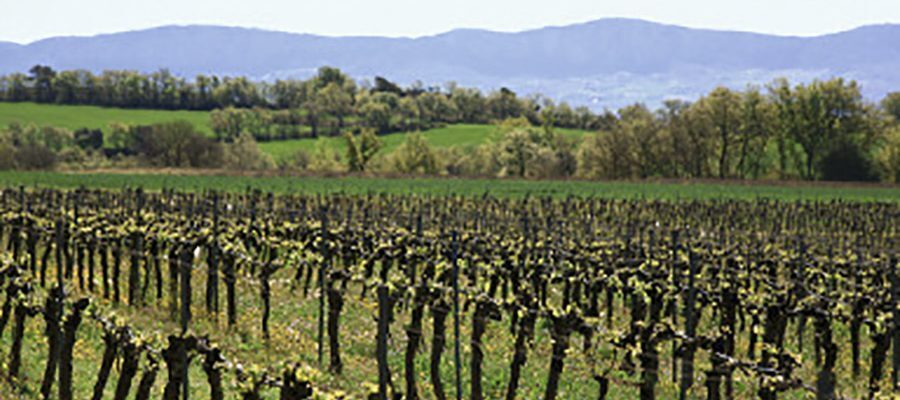 vilacorona-900x400