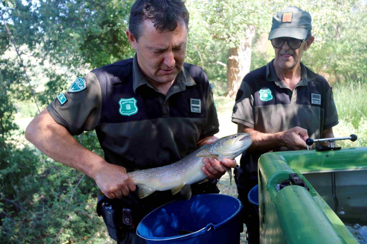 Canal de Sossís truites 2