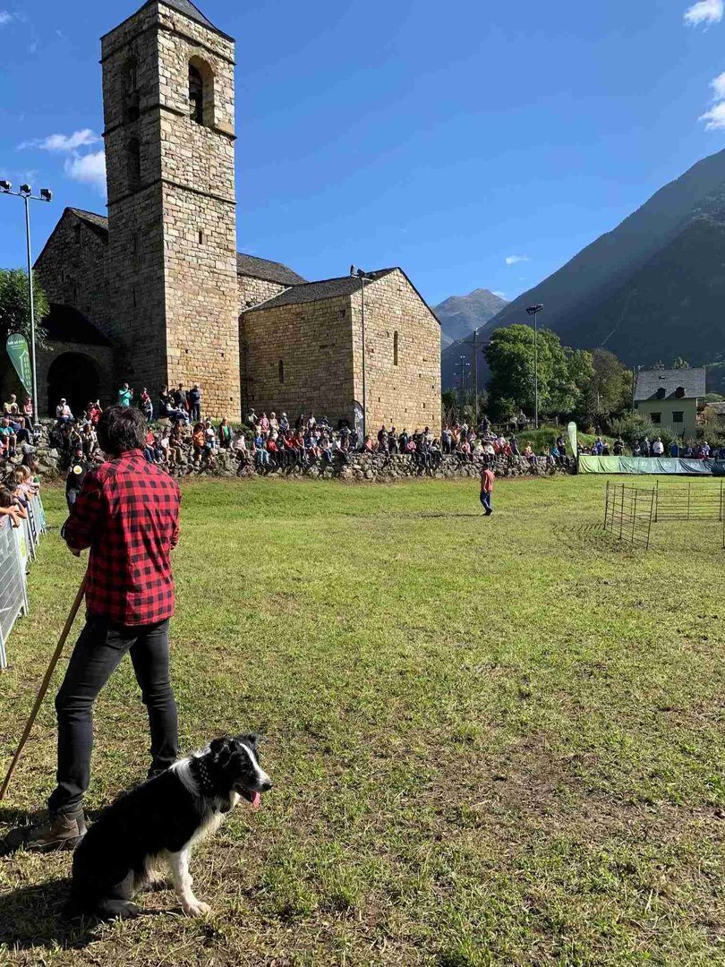Barruera Gossos d'atura amb vaques 2