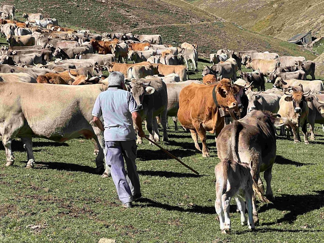 Muntanya de Llessui vaques 2