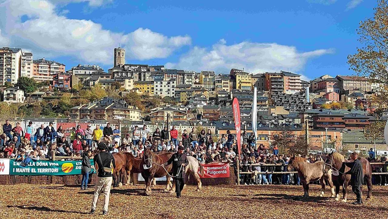 Fira del Cavall de Puigcerdà 2024 FS 3