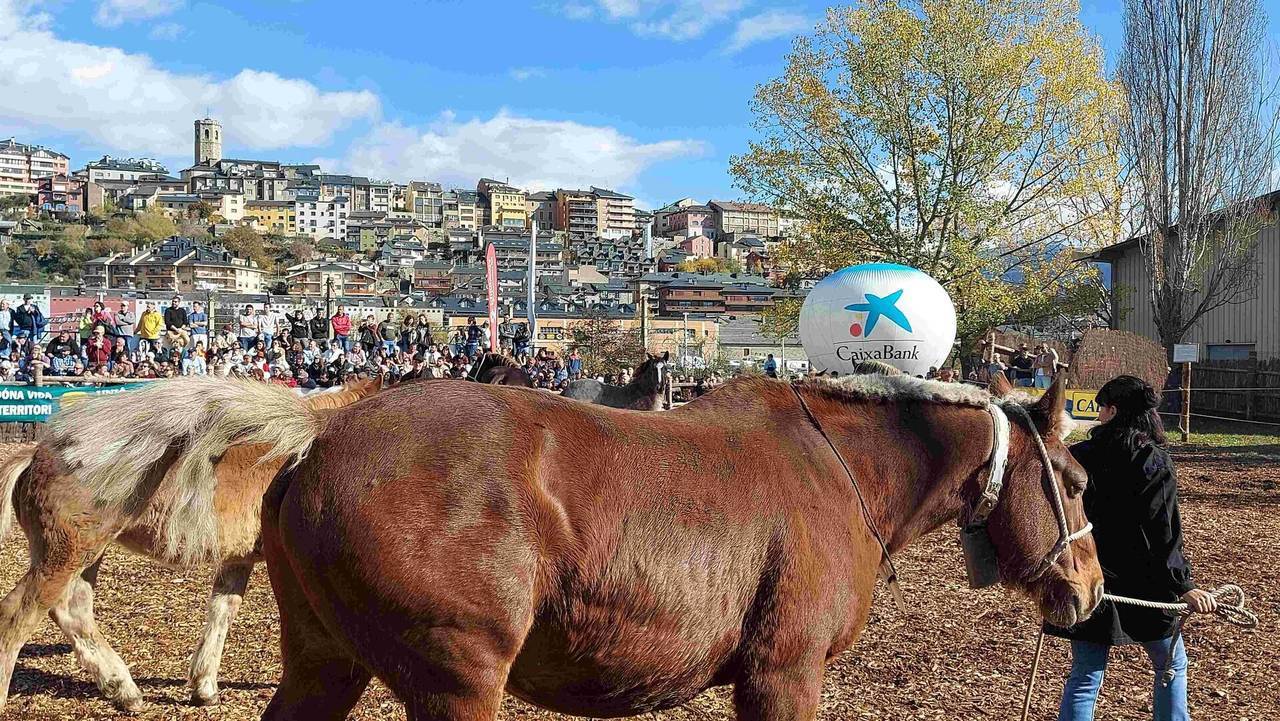 Fira del Cavall de Puigcerdà 2024 FS 2