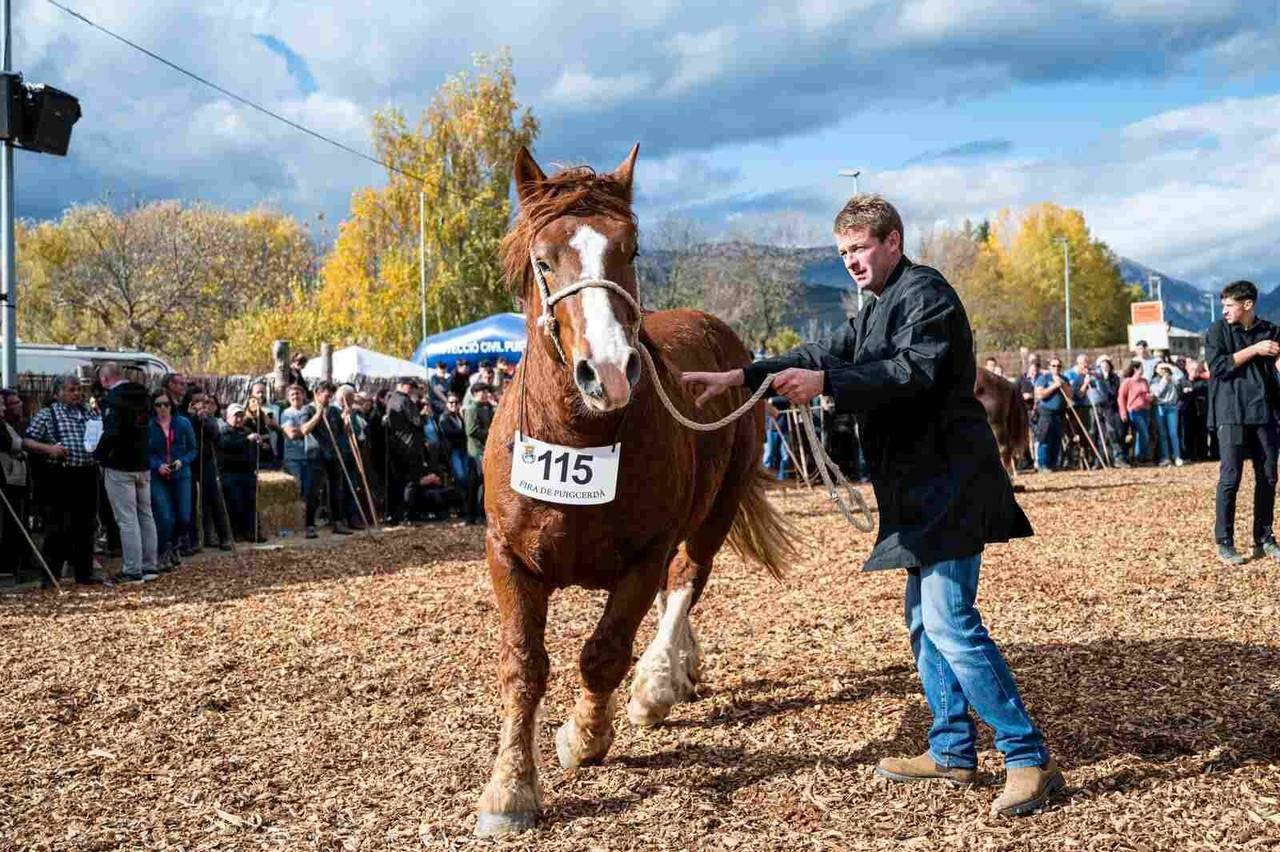 43e-concurs-de-cavalls-fira-puigcerda-2