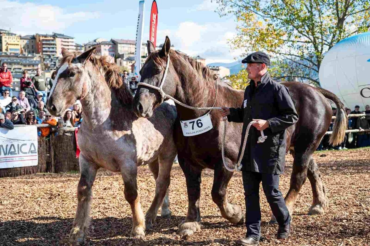 43e-concurs-de-cavalls-fira-puigcerda-3
