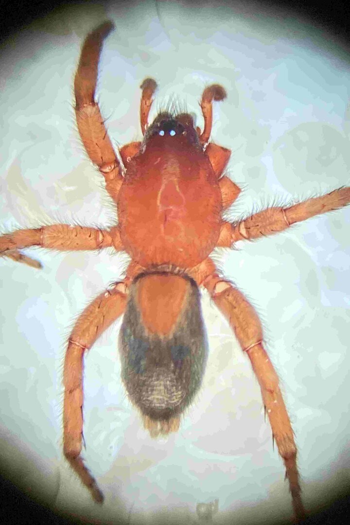 Llangardaix PNCM 3