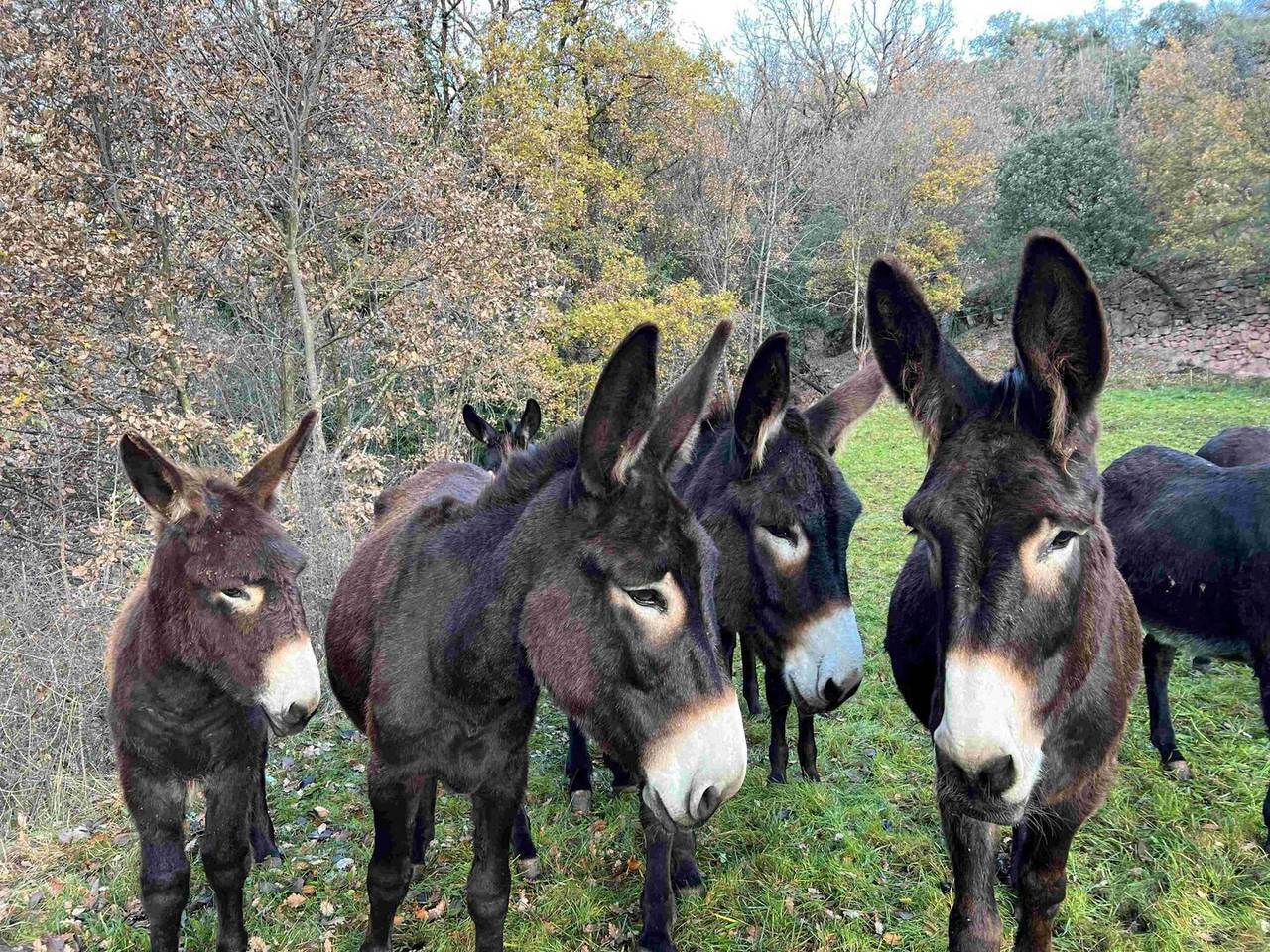 Apadrina un ruc català 4
