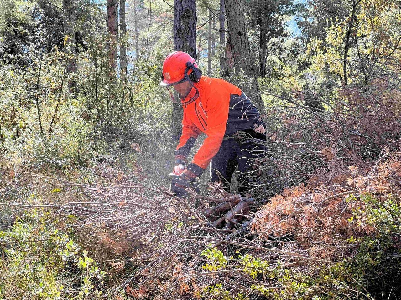 Bosc Salàs de Pallars fong 1 @Marta Lluvich