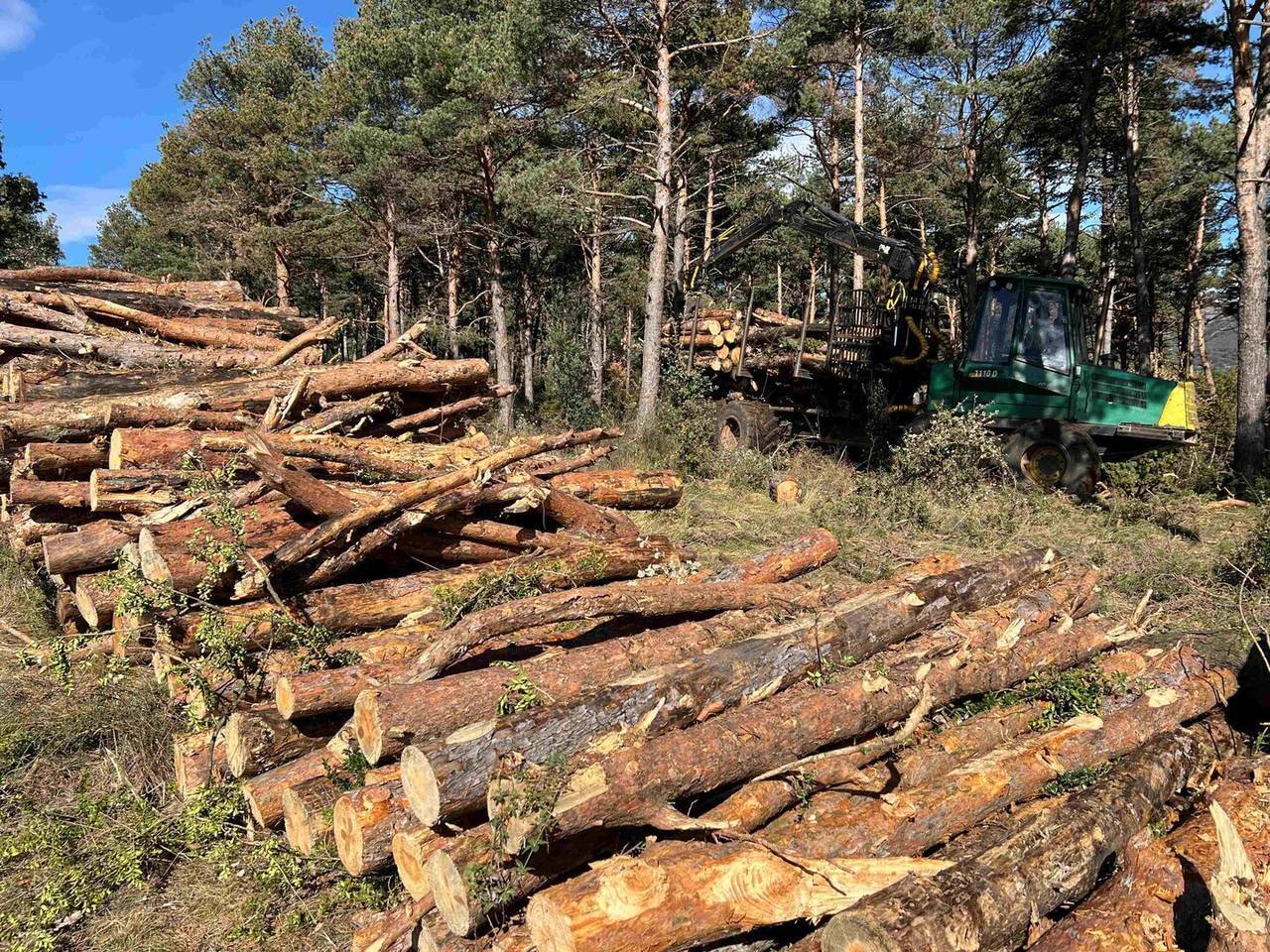 Bosc Salàs de Pallars fong 4 @Marta Lluvich