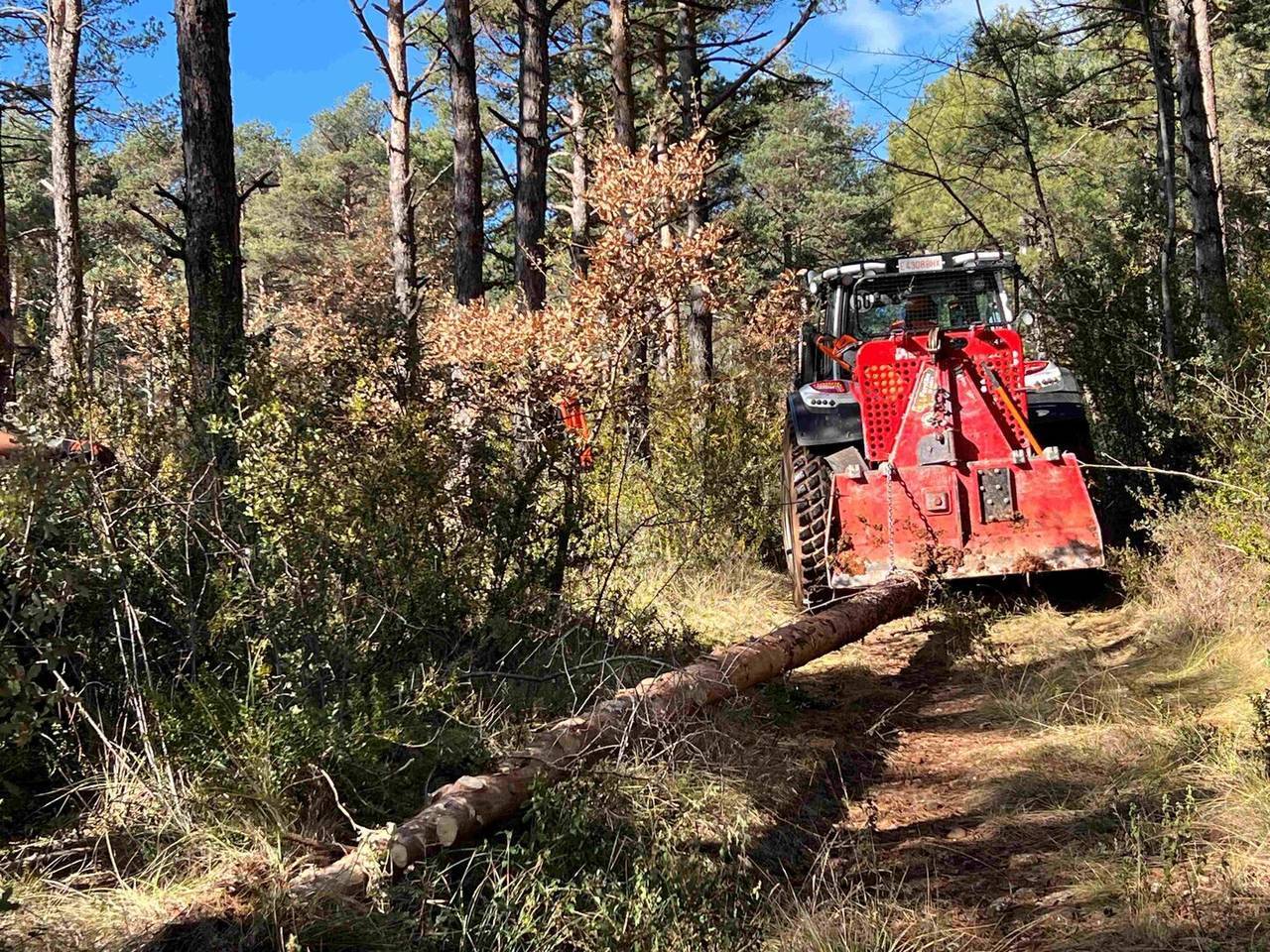 Bosc Salàs de Pallars fong 6 @Marta Lluvich