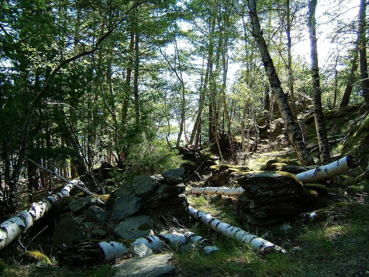 Bosc d'Arnui