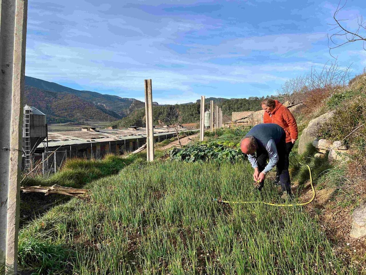 Ceba de Coll de Nargó @Albert L. Cobo 5