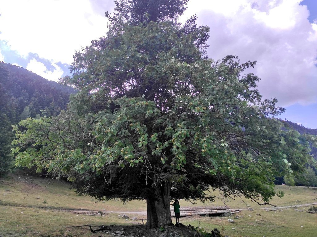 arbres monumentals PNAP Territori 2