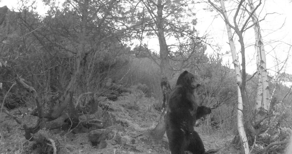 Wildcamera