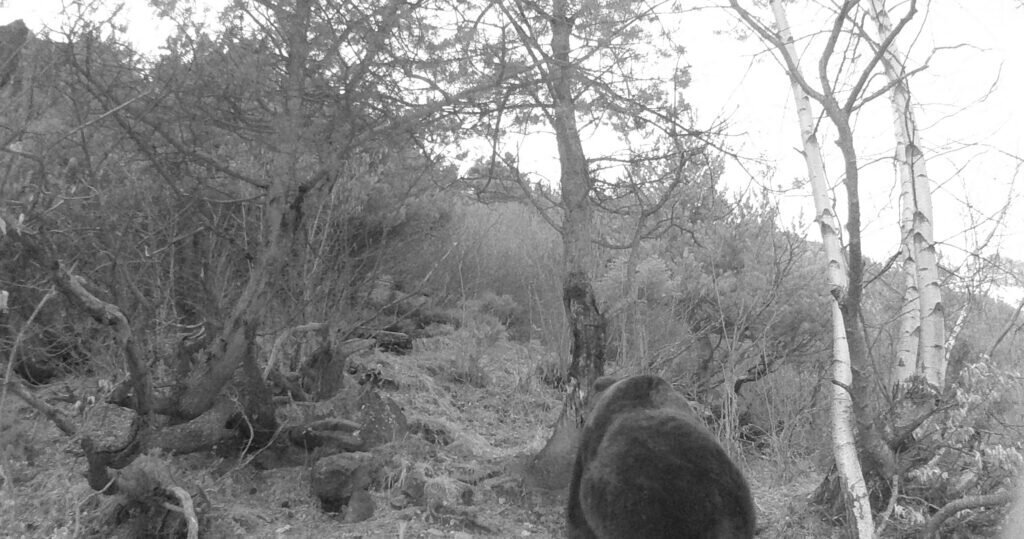Wildcamera