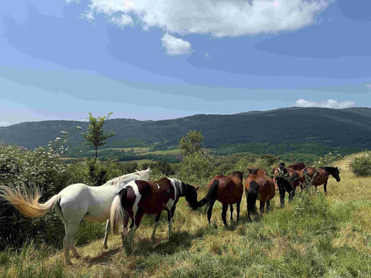 Cavalls Montcortés 2