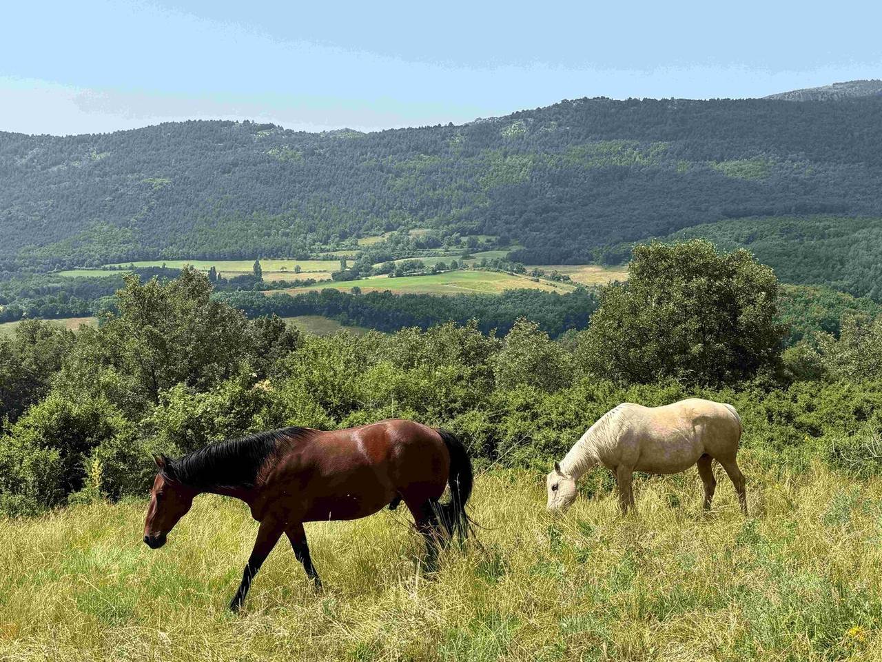 cavalls Montcortès 4