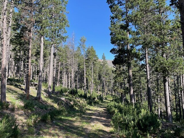 bosc públic