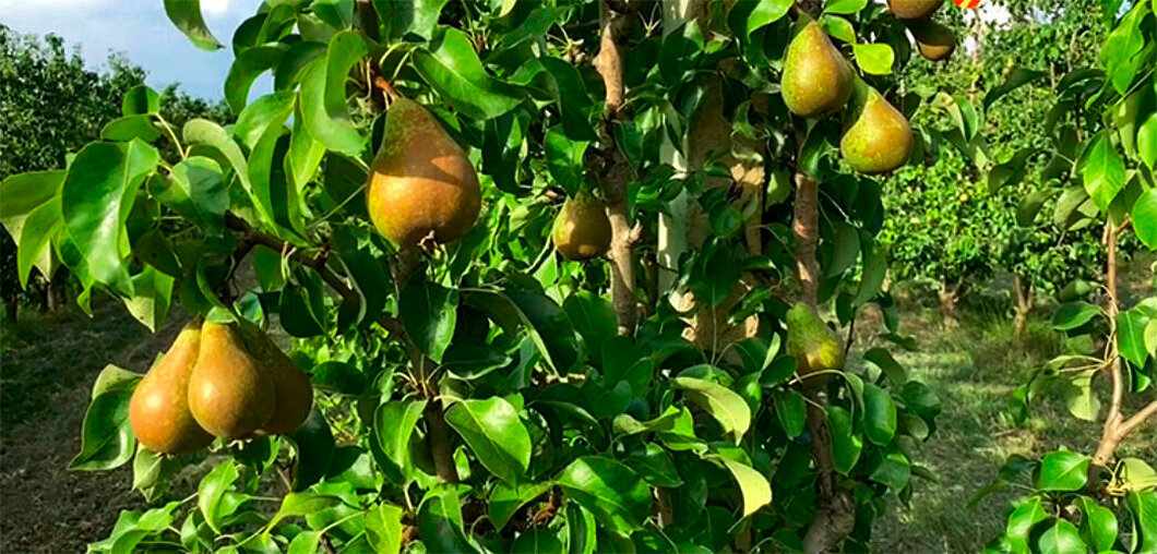 Finca de perers