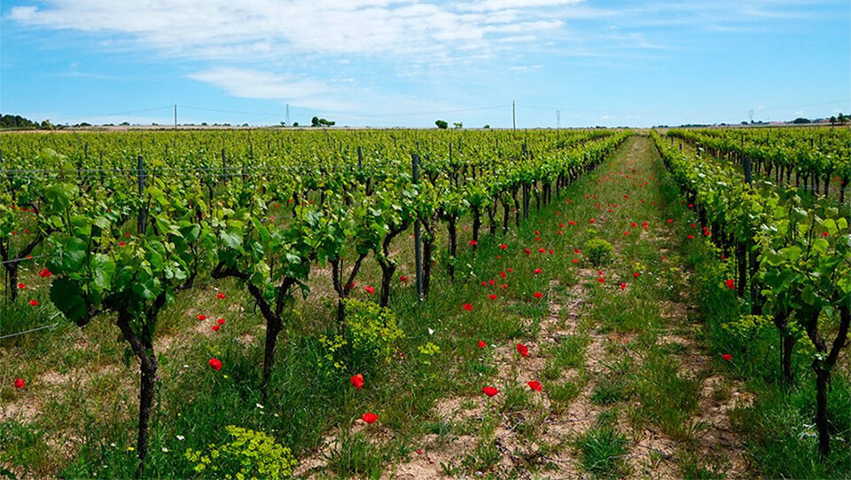 Agricultura ecológica ©Agricultura