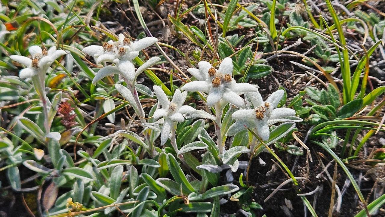 FLOR DE NEU