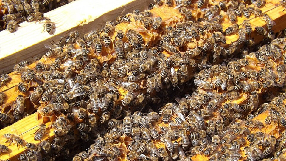 Rusc amb les abelles treballant ©DARPA