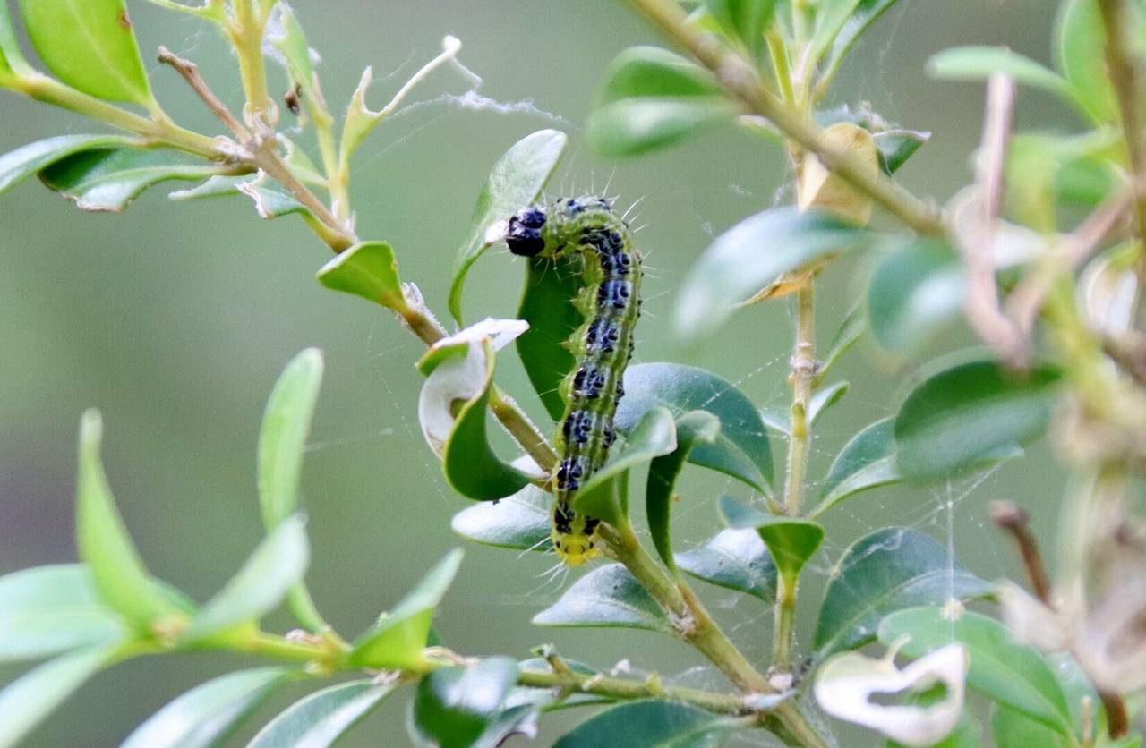Papallona del Boix 1