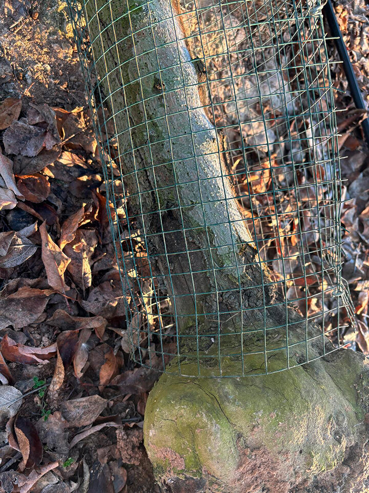 Proteccions als conreus ©DARP 2