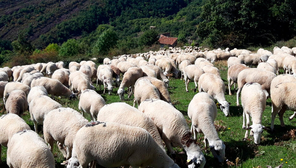Ramats d'ovelles a Conca de Dalt ©JosepAPérez