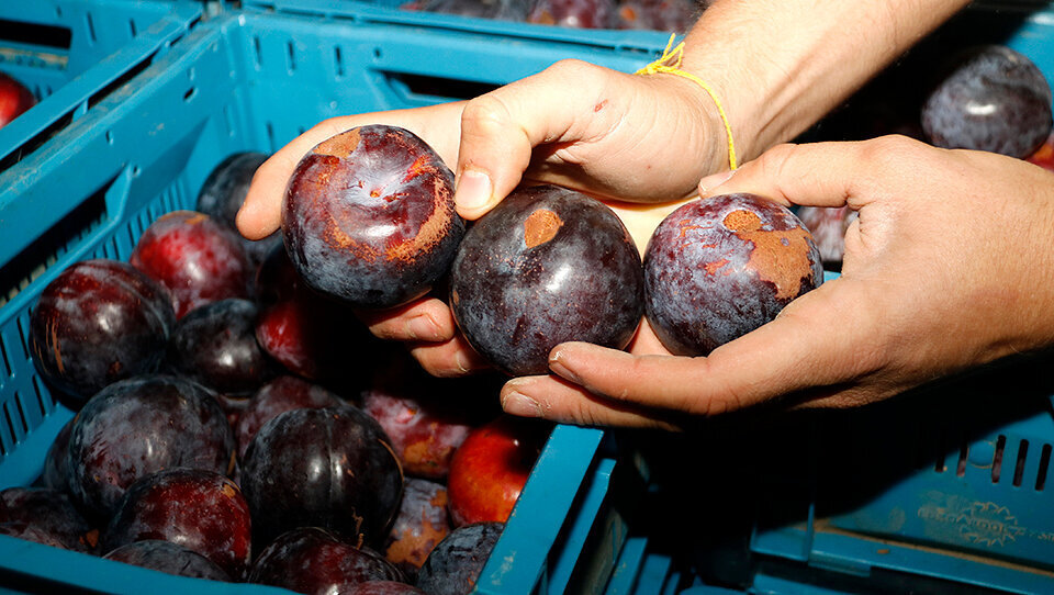 Prunes recuperades ©JosepAPérez