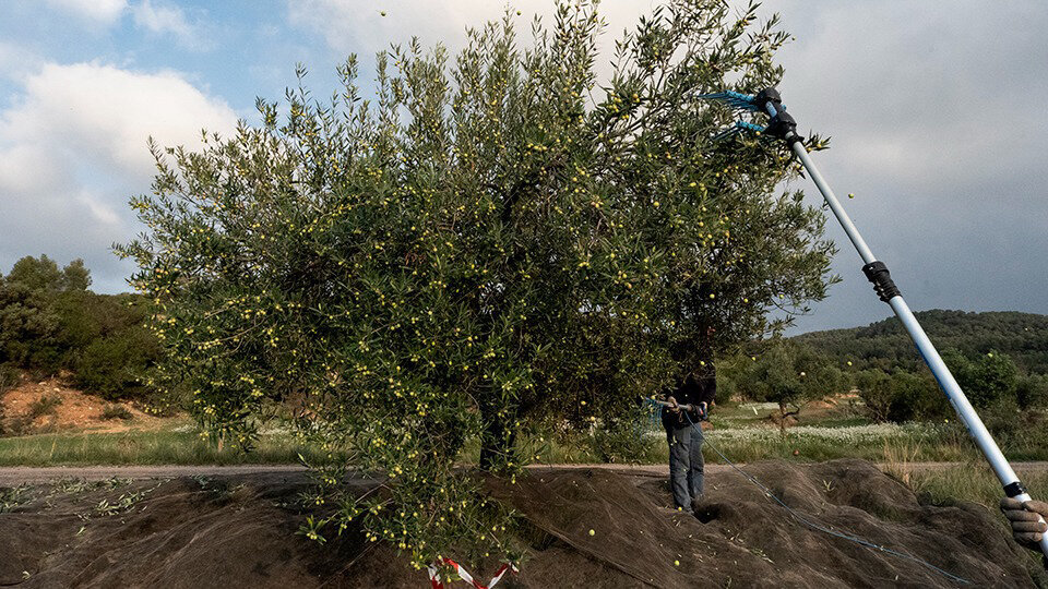 Oliveres a les Garrigues ©JosepAPérez