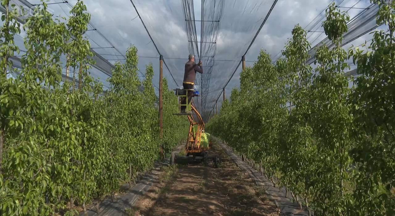 Malla en una finca de fruiters a la Noguera ©DARPA