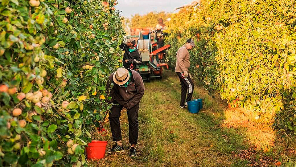 Pomona Fruits ©RuralCat