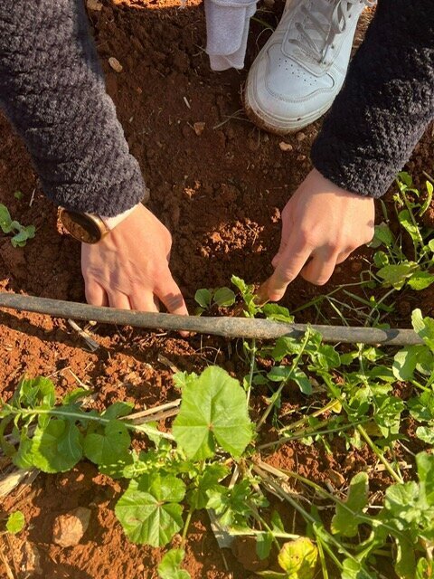Cisjordania1