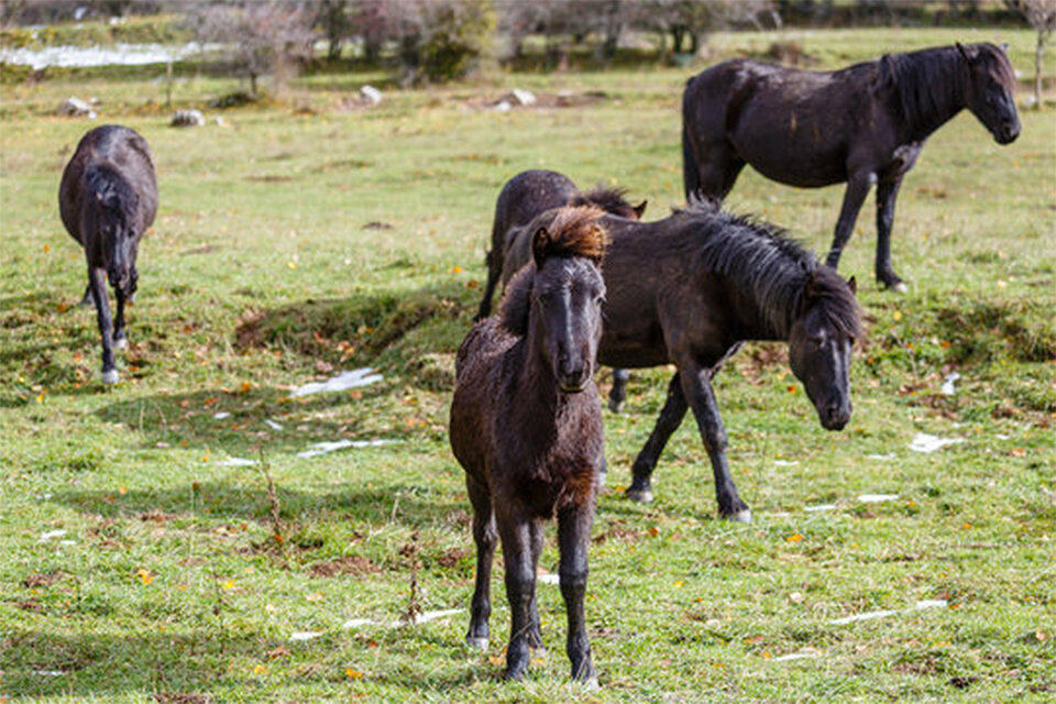 Caballs de raça Przewalski  ©UdL