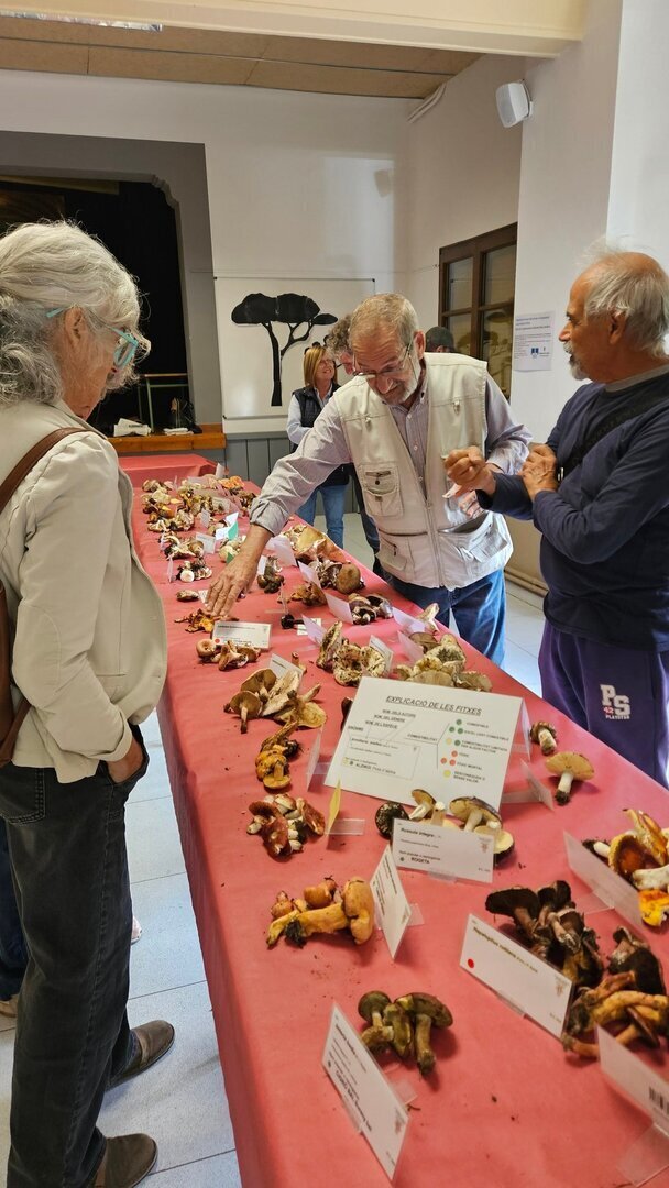 Exposició de bolets a Alins 2