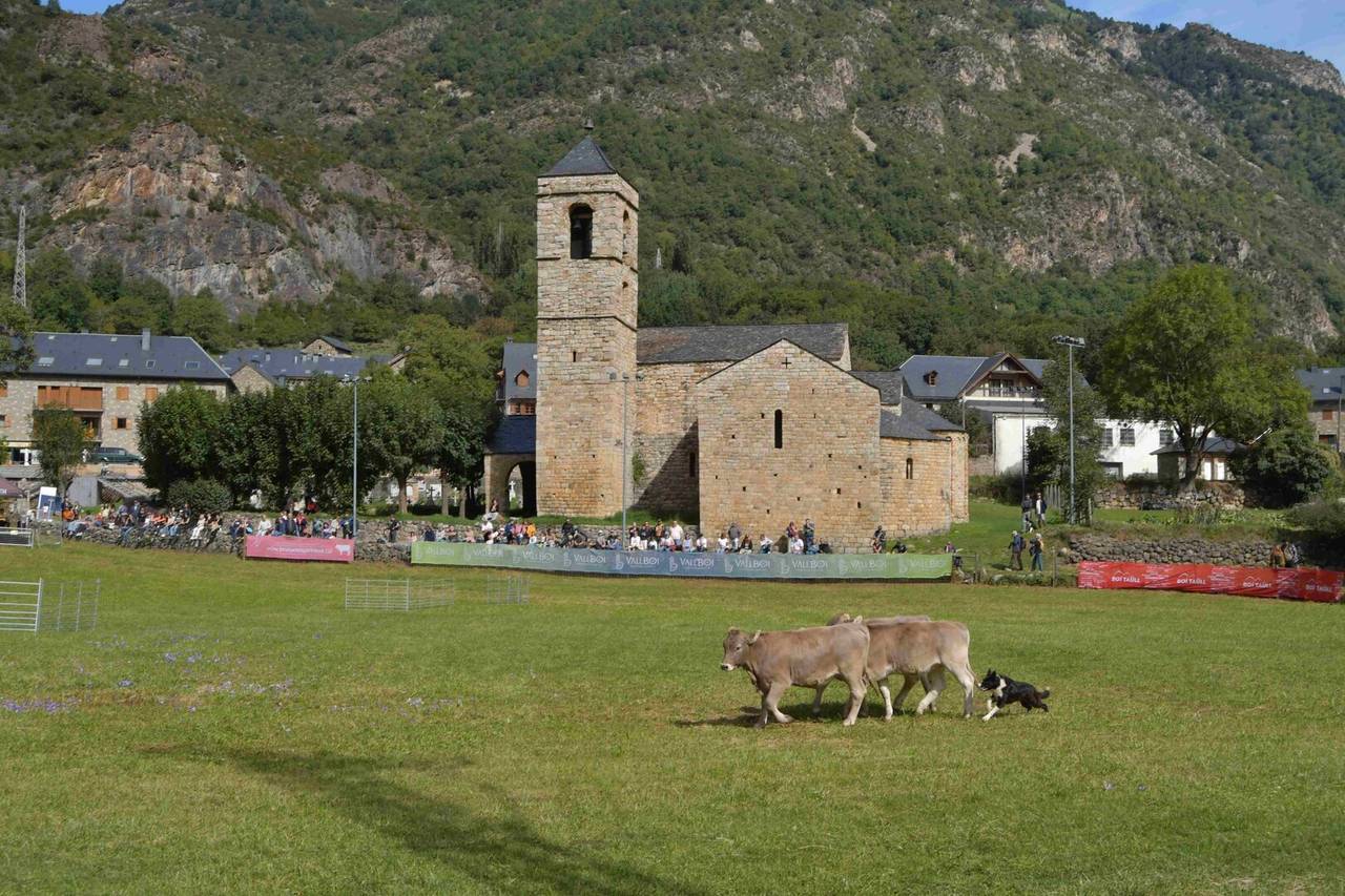 Barruera Fira gossos atura amb vaques 2