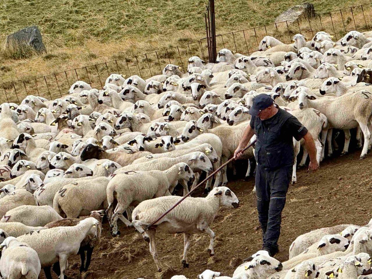 ovelles muntanyes de Seurí 4