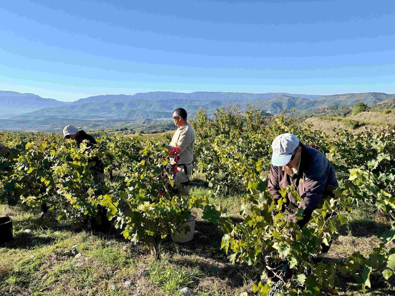 Finca vinya Torres 2