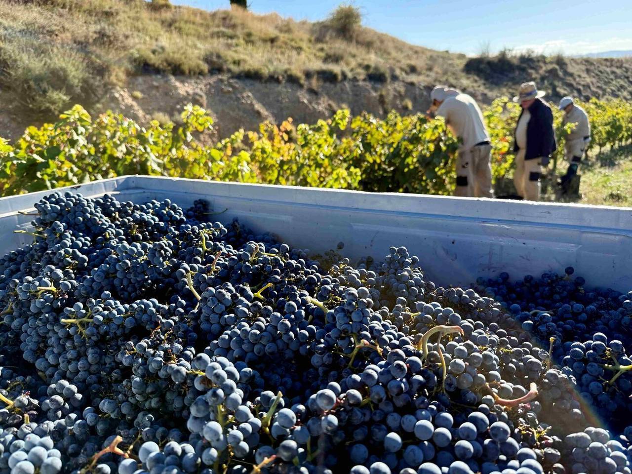 Finca vinya Torres 3