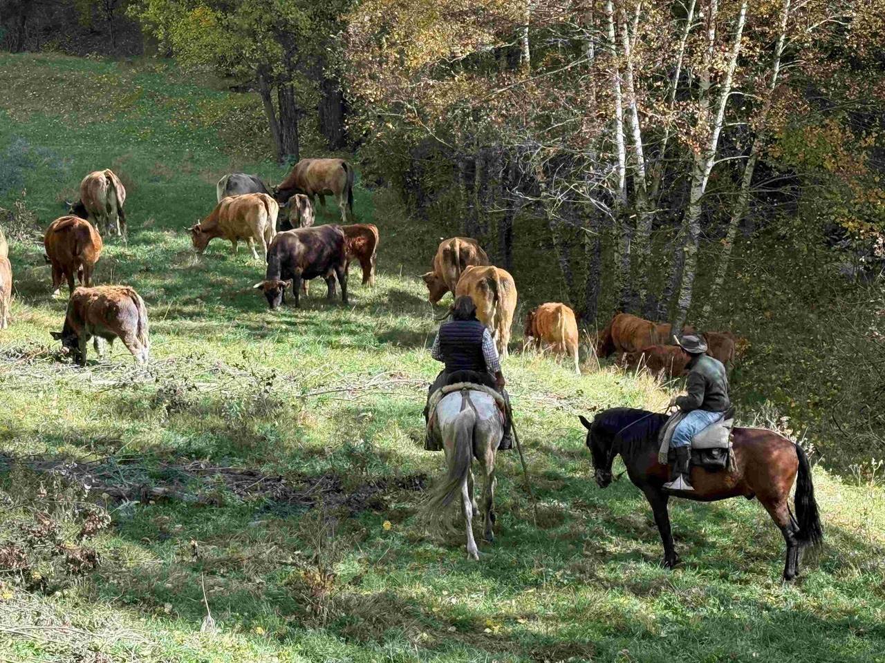 Cavalls muntanya de Tor 4
