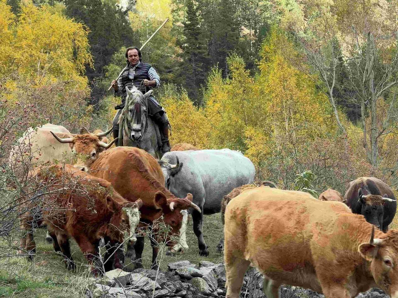 Cavalls muntanya de Tor 5