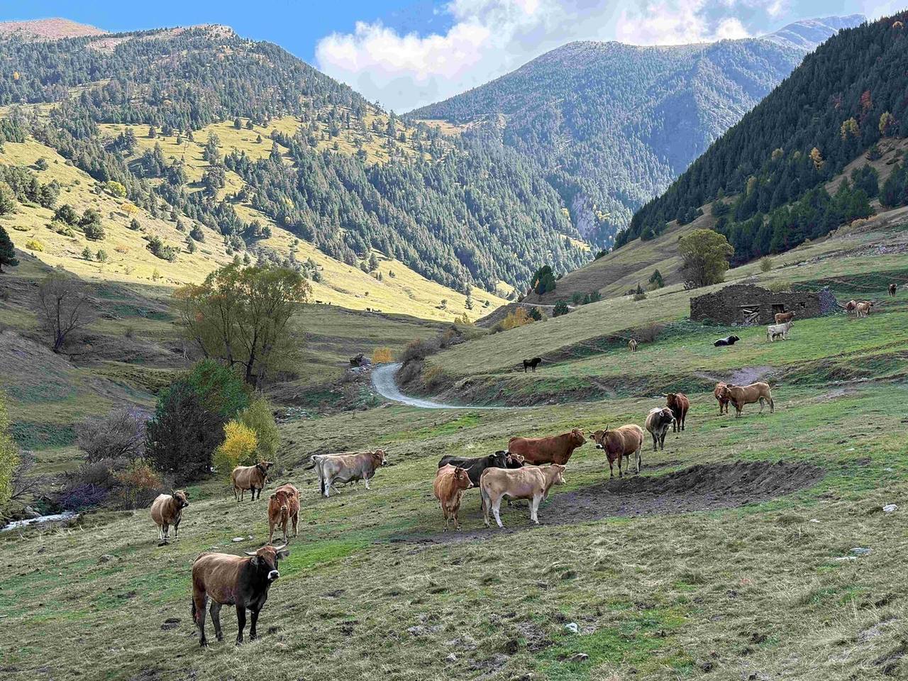 Vaques Muntanya de Tor