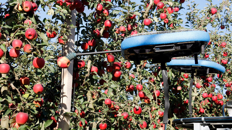 Robot de recol·lecció de fruita 2 ©AgroLab
