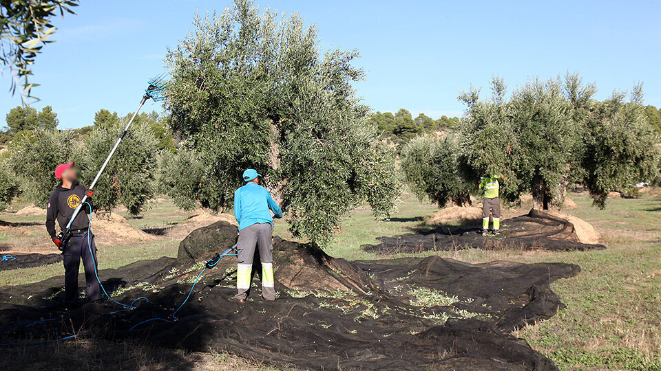 Collita d'olives a les Garrigues ©JosepAPérez
