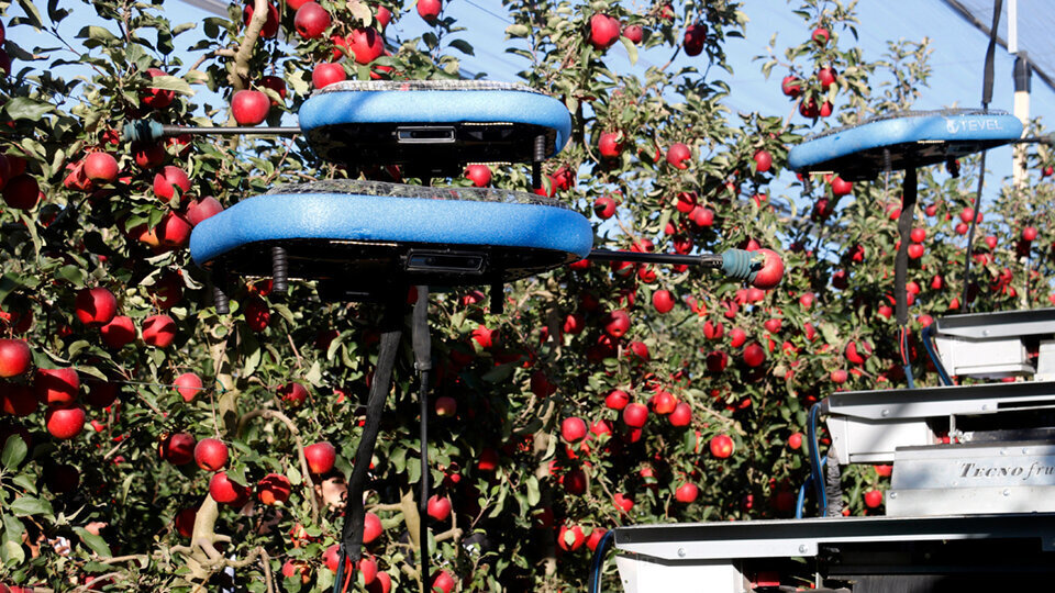Robot de recol·lecció de fruita©AgroLab